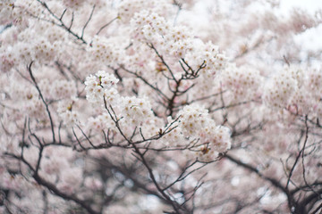 cherry blossom in the park , Japan