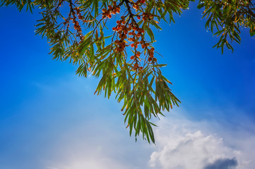 branch of wild forest buckthorn against a blue summer sky