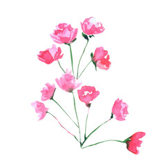 Obraz premium Watercolor hand drown plant. Botanical illustration on white background
