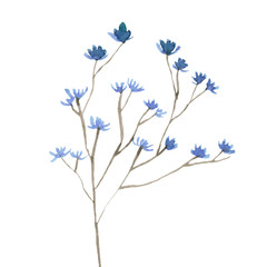 Watercolor hand drown plant. Botanical illustration on white background