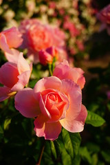 Obraz premium 薔薇 フランシスブレイズ