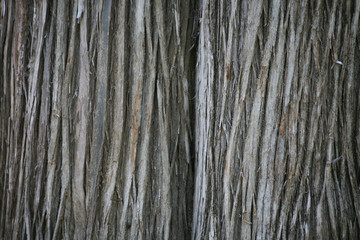 Tree Bark Texture
