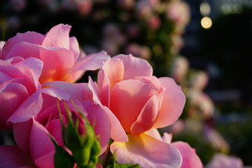 Obraz premium バラの花 フランシスプレイズ