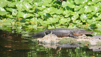 Alligator Sunning