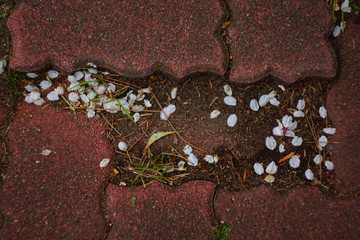 cherry blossom in the park , Japan