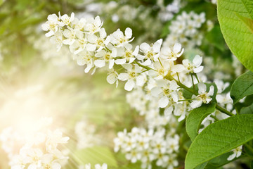 Bird cherry branch (Prunus padus) with white flowers in the Sun Ray. Prunus, hackberry, hagberry, or Mayday tree blooms in the forest in spring.