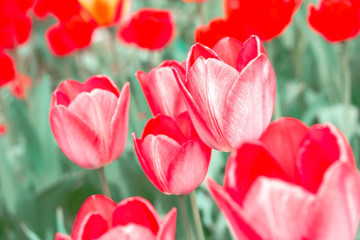 Tulips flower pink spring flower bed close up