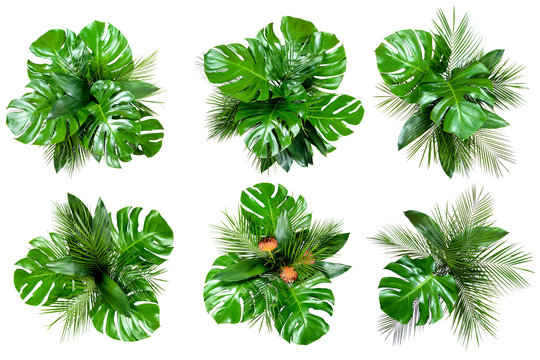 Set of six bouquets of various fresh tropical leaves and flowers isolated on white background. Top view, flat lay, clipping paths.