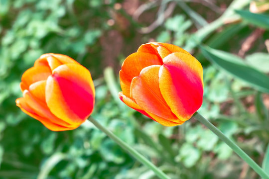 Two Tulips flower red yellow spring flowerbed close up