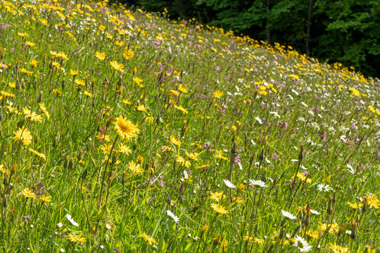 Bl&uuml;tenpracht einer Magerwiesen-Blumenwiese