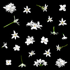 White flower lilac isolated set on white background