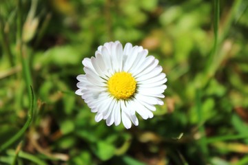 Fototapeta premium Margarita (daisy flower)