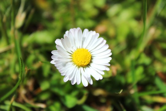 Margarita (daisy flower)