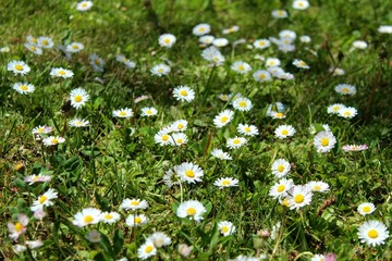 campo de margaritas (daisy flower field)