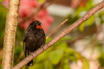 Lesser Antillean Bullfinch (Loxigilla noctis)