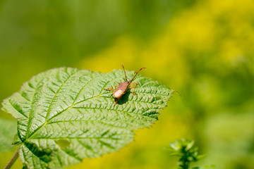 Insekt auf Blatt in der Natur