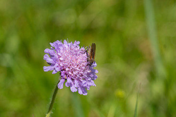 Insekt an Skabiosen-Blüte