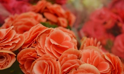 A vida é magnífica