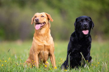 Two Labrador Retriever dogs. Small depth of field