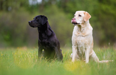 Two Labrador Retriever dogs. Small depth of field