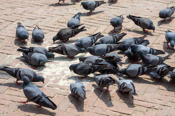 Obraz premium Pigeons Eating Rice