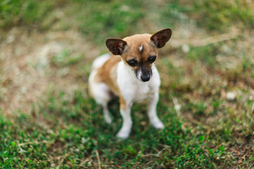 Toy Terrier. Little cute dog close up