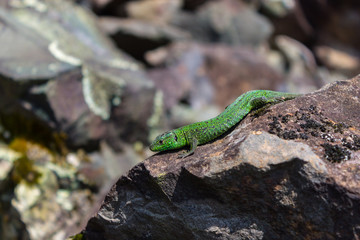 Lizard crawling between stones in the mountains. Little Green Reptile