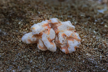 The coral in beach