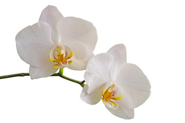Fototapeta na wymiar Two Orchids