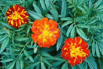 Detailed three flowers