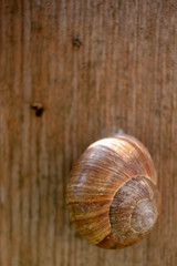 Schnecke auf Holzbalken