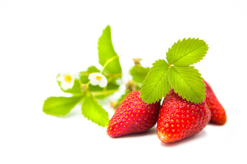 ripe fresh strawberries with leaves and flowers isolated on white background
