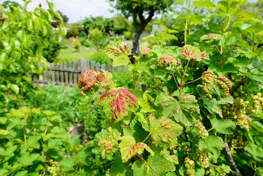 Blattsch&auml;dling - Johannisbeerblasenlaus (Cryptomyzus ribis)