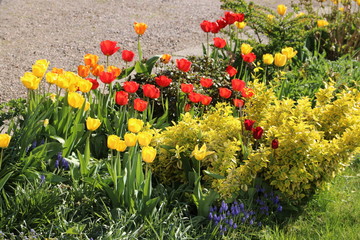 Tulpen blühen im Garten in rot und gelb