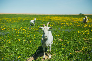 Obraz premium white goats graze on a flowering meadow in summer