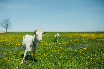 white goats graze on a flowering meadow in summer