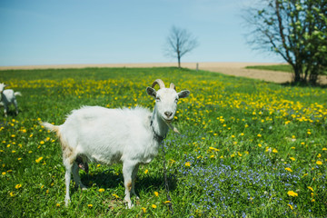 white goats graze on a flowering meadow in summer