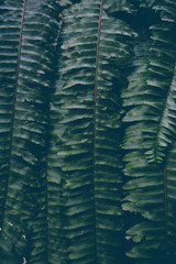 Fern, beautiful green fern leaves. fern bush. night, vintage style