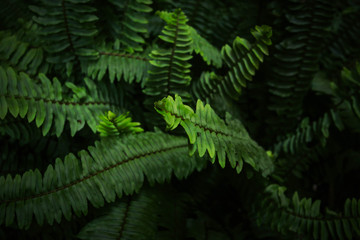 Fototapeta na wymiar Fern, beautiful green fern leaves. fern bush. night, vintage style