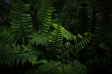 Fern, beautiful green fern leaves. fern bush. night, vintage style