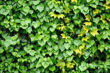 Fototapeta na wymiar Detail of a house wall completely covered with different green leaves