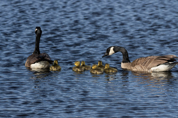 Canada geese swimming with thier goslings on the river.Nature scene from Wisconsin.