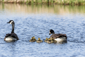 Canada geese swimming with thier goslings on the river.Nature scene from Wisconsin.
