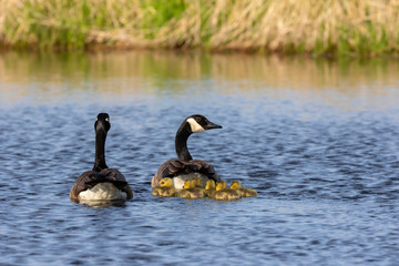 Canada geese swimming with thier goslings on the river.Nature scene from Wisconsin.