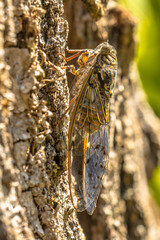Cicada insect camouflage