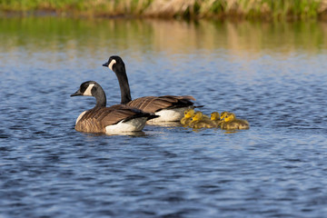Canada geese swimming with thier goslings on the river.Nature scene from Wisconsin.