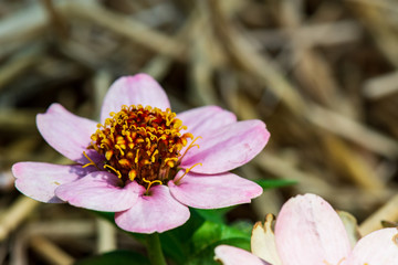 Pastel Pink Zinnia in the Garden