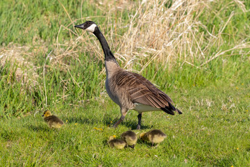 Canada goose with thier goslings on the river bank. Nature scene from Wisconsin.