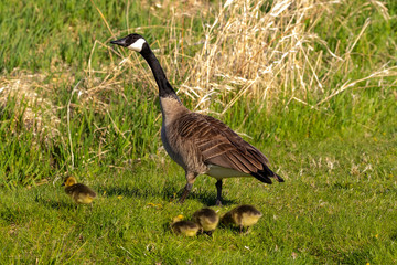 Canada goose with thier goslings on the river bank. Nature scene from Wisconsin.