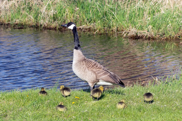 Canada goose with thier goslings on the river bank. Nature scene from Wisconsin.